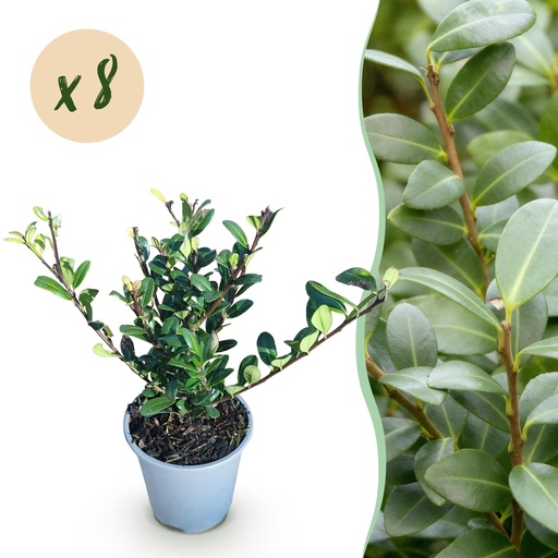 "Heckenpflanzen - Ilex crenata Caroline Upright - Blatt Grün - 8 Pflanzen - 1 Laufender Meter - Immergrün - Topf 9cm Höhe 25-30cm image"