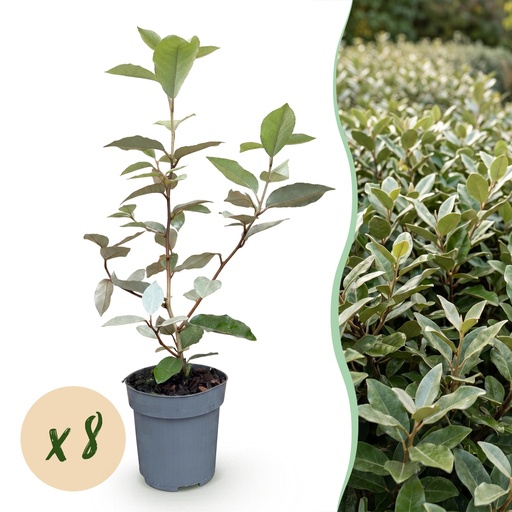 "8x Elaeagnus ebbingei Compacta - Ölweide - Heckenpflanzen - Immergrün - Grau - Topf 9cm - Höhe 25-35cm image"
