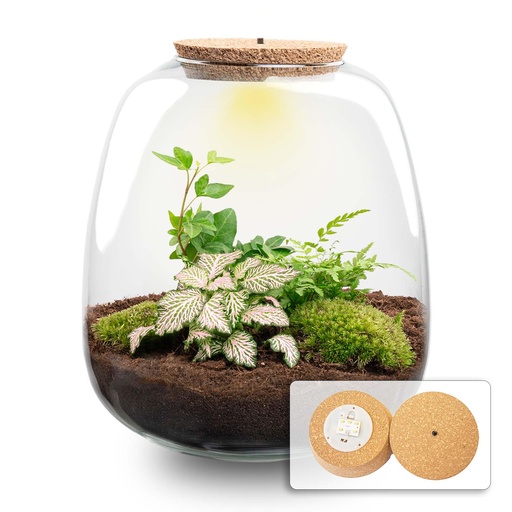 "Pflanzen Terrarium - Emma - DIY kit - Höhe ca. 25 cm - Ø 23 cm - Hedera Pink image"