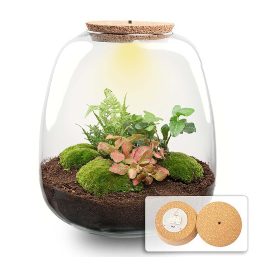 "Pflanzen Terrarium - Emma - DIY kit - Höhe ca. 25 cm - Ø 23 cm - Hedera Red image"