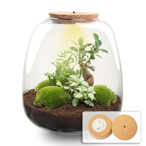 "Pflanzen Terrarium - Emma - DIY kit - Höhe ca. 25 cm - Ø 23 cm - Bonsai White image"
