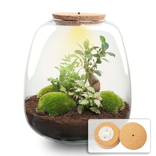 "Pflanzen Terrarium - Emma - DIY kit - Höhe ca. 25 cm - Ø 23 cm - Bonsai Pink image"