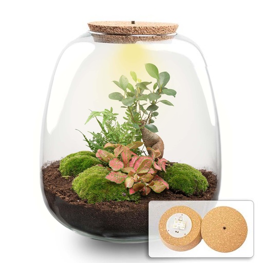 "Pflanzen Terrarium - Emma - DIY kit - Höhe ca. 25 cm - Ø 23 cm - Bonsai Red image"