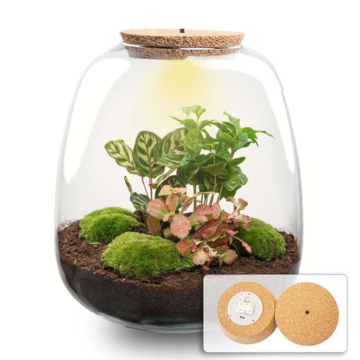 "Pflanzen Terrarium - Emma - DIY kit - Höhe ca. 25 cm - Ø 23 cm - Coffea Red image"