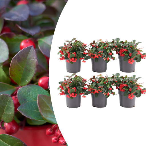 "6x Gaultheria procumbens 'Große Beere' | 12 cm Ø | 15-20 cm ↕ image"