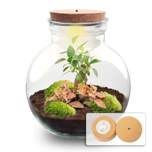 "Flaschengarten - Teddy bonsai - Höhe ca. 26,5 cm - Met LED-kurk image"