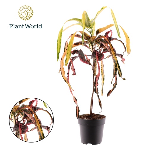 "Croton Dreadlock - Ø19cm - ↕70cm image"
