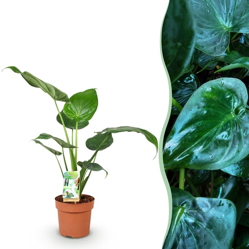 "Zimmerpflanzen - Alocasia Cucullata - Buddhas Hand - Wenig Pflege - Grün - 1 Pflanze - Topf 17cm - Höhe 60-65cm image"