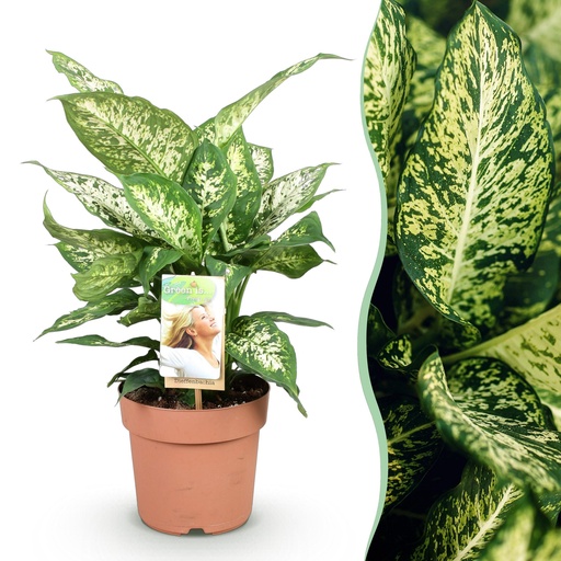 "Zimmerpflanzen - Diefenbachia Compacta - Dieffenbachia - Wenig Pflege - Bunt - 1 Pflanze - Topf 17cm - Höhe 45-50cm image"