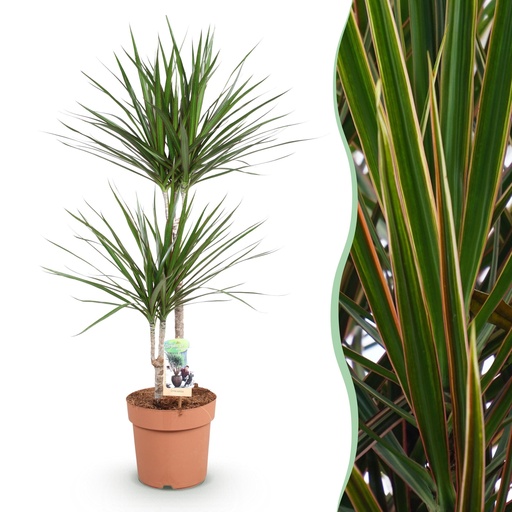 "Zimmerpflanzen - Dracaena Marginata - Drachenbaum - Wenig Pflege - Grün - 1 Pflanze - Topf 21cm - Höhe 90-100cm image"