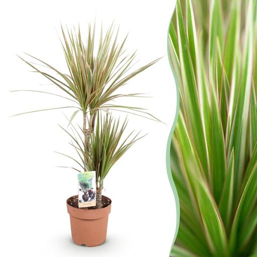 "Zimmerpflanzen - Dracaena Marginata Bicolor - Drachenbaum - Wenig Pflege - Grün - braun - 1 Pflanze - Topf 17cm - Höhe 70-75cm image"