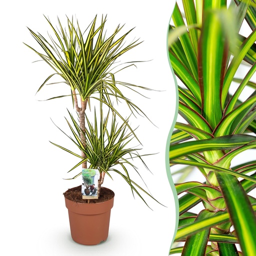 "Zimmerpflanzen - Dracaena Sunray - Drachenbaum - Pflegeleicht - Grün - Gelb - 1 Pflanze - Topf 21cm - Höhe 90-100cm image"