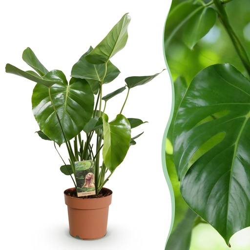 "Zimmerpflanzen - Monstera Deliciosa - Fensterblatt - Wenig Pflege - Grün - 1 Pflanze - Topf 21cm - Höhe 70-80cm image"