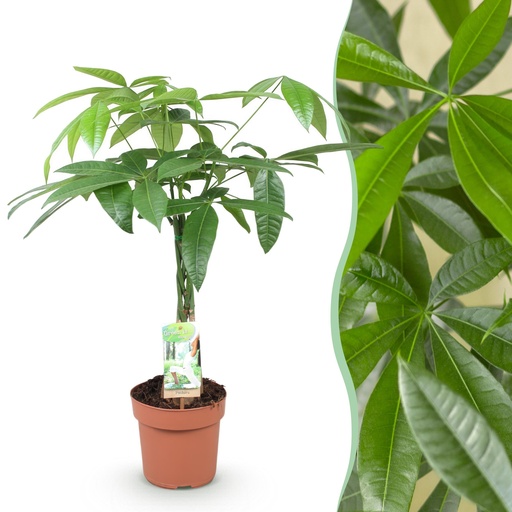 "Zimmerpflanzen - Geflochtener Stamm Pachira Aquatica - Geldbaum - Wenig Pflege - Grün - 1 Pflanze - Topf 17cm - Höhe 60-70cm image"
