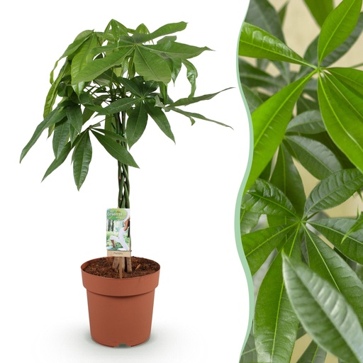 "Zimmerpflanzen - Geflochtener Stamm Pachira Aquatica - Geldbaum - Wenig Pflege - Grün - 1 Pflanze - Topf 21cm - Höhe 80-90cm image"