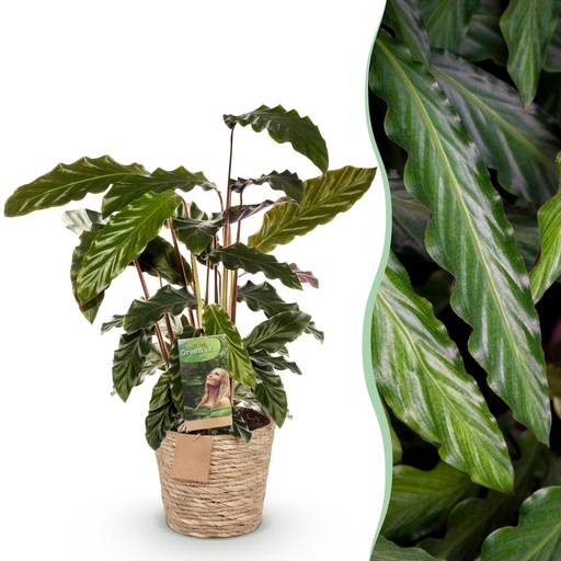 "Zimmerpflanzen - Calathea Rufibarba - Pfauenpflanze - Wenig Pflege - mit Korb - Grün - 1 Pflanze - Topf 17cm - Höhe 55-60cm image"