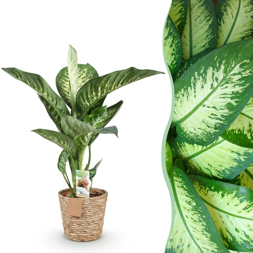 "Zimmerpflanzen - Diefenbachia Tropic Snow - Dieffenbachia - Wenig Pflege - mit Korb - Bunt - 1 Pflanze - Topf 21cm - Höhe 90-100cm image"