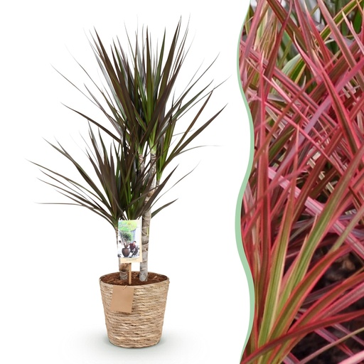 "Zimmerpflanzen - Dracaena Magenta - Drachenbaum - Wenig Pflege - mit Korb - Rot - 1 Pflanze - Topf 17cm - Höhe 70-80cm image"