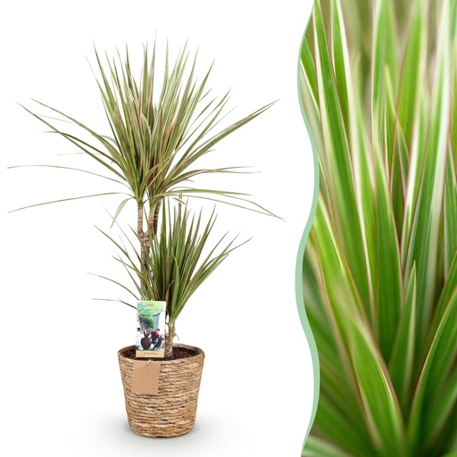 "Zimmerpflanzen - Dracaena Marginata Bicolor - Drachenbaum - Pflegeleicht - mit Korb - Grün - Braun - 1 Pflanze - Topf 17cm - Höhe 70-75cm image"
