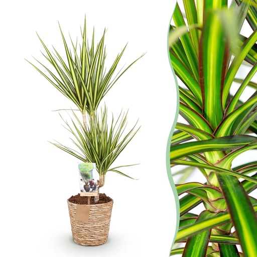"Zimmerpflanzen - Dracaena Sunray - Drachenbaum - Wenig Pflege - mit Korb - Grün - Gelb - 1 Pflanze - Topf 17cm - Höhe 70-75cm image"