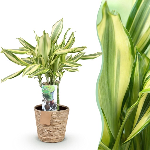 "Zimmerpflanzen - Dracaena fragrans Diamond Dream - Drachenbaum - Wenig Pflege - mit Korb - Bunt - 1 Pflanze - Topf 17cm - Höhe 50-55cm image"