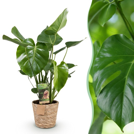 "Zimmerpflanzen - Monstera Deliciosa - Fensterblatt - Pflegeleicht - mit Korb - Grün - 1 Pflanze - Topf 21cm - Höhe 70-80cm image"