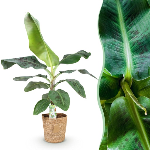 "Zimmerpflanzen - Musa acuminata Dwarf Cavendisch - Bananenpflanze - Wenig Pflege - mit Korb - Grün - 1 Pflanze - Topf 21cm - Höhe 70-75cm image"