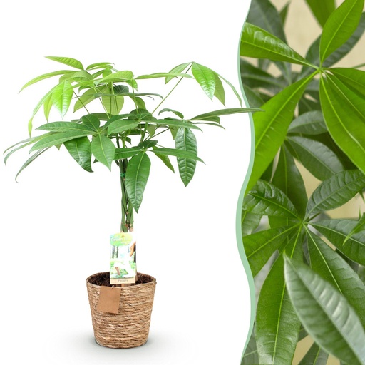 "Zimmerpflanzen - Geflochtener Stamm Pachira Aquatica - Geldbaum - Wenig Pflege - mit Korb - Grün - 1 Pflanze - Topf 17cm - Höhe 60-70cm image"