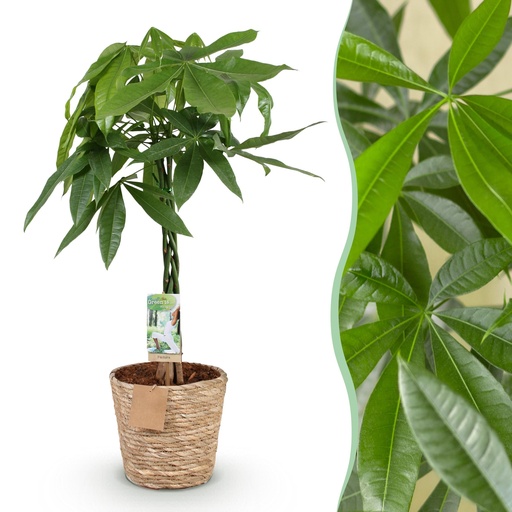 "Zimmerpflanzen - Geflochtener Stamm Pachira Aquatica - Geldbaum - Wenig Pflege - mit Korb - Grün - 1 Pflanze - Topf 21cm - Höhe 80-90cm image"