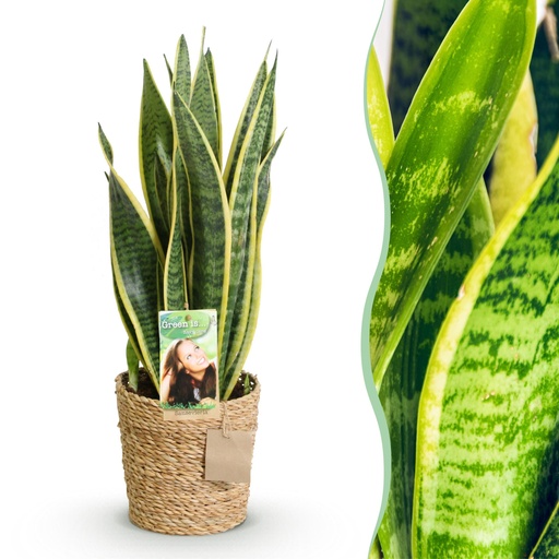"Zimmerpflanzen - Sansevieria Laurentii - Schwiegermutterzunge - Pflegeleicht - mit Korb - Grün - Gelb - 1 Pflanze - Topf 17cm - Höhe 60-70cm image"