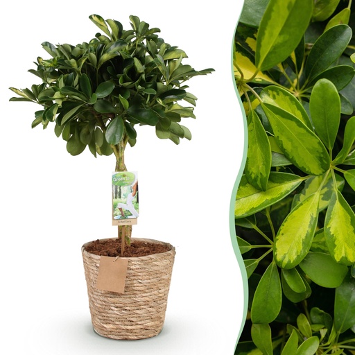 "Zimmerpflanzen - Schefflera Gold Capelle - Fingerbaum - Wenig Pflege - mit Korb - Grün - Gold - 1 Pflanze - Topf 21cm - Höhe 70-81cm image"