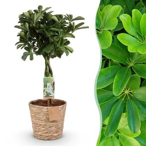 "Zimmerpflanzen - Schefflera Nora - Fingerbaum - Wenig Pflege - mit Korb - Grün - 1 Pflanze - Topf 21cm - Höhe 70-82cm image"