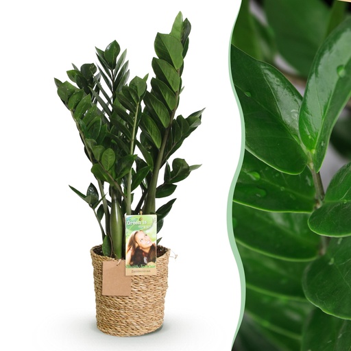 "Zimmerpflanzen - Zamioculcas - ZZ-Pflanze - Wenig Pflege - mit Korb - Grün - 1 Pflanze - Topf 17cm - Höhe 65-75cm image"