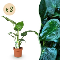 Fensterblatt 'Cucullata' (Zimmerpflanzen) – pflegeleichte Zimmerpflanze, Höhe ca