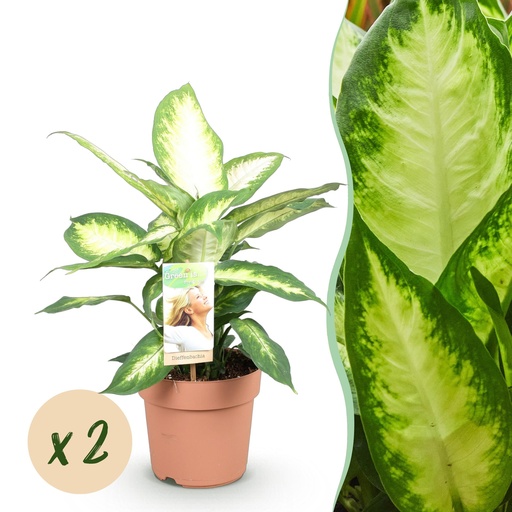 "Zimmerpflanzen - Diefenbachia Camilla - Dieffenbachia - Wenig Pflege - Bunt - 2 Pflanzen - Topf 17cm - Höhe 45-50cm image"
