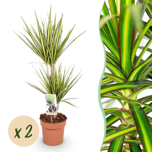 "Zimmerpflanzen - Dracaena Sunray - Drachenblutbaum - Wenig Pflege - Grün - Gelb - 2 Pflanzen - Topf 17cm - Höhe 70-75cm image"