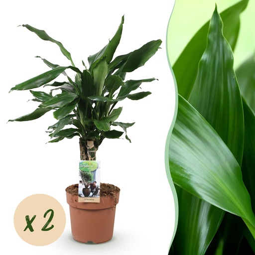 "Zimmerpflanzen - Dracaena fragrans Steudneri - Drachenbaum - Pflegeleicht - Grün - 2 Pflanzen - Topf 17cm - Höhe 50-55cm image"