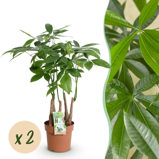 "Zimmerpflanzen - Pachira Aquatica Mehrstamm - Geldbaum - Wenig Pflege - Grün - 2 Pflanzen - Topf 17cm - Höhe 50-55cm image"