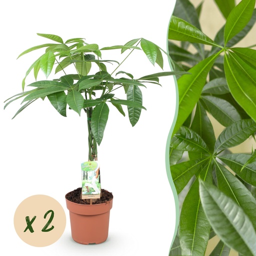 "Zimmerpflanzen - Geflochtener Stamm Pachira Aquatica - Geldbaum - Wenig Pflege - Grün - 2 Pflanzen - Topf 17cm - Höhe 60-70cm image"