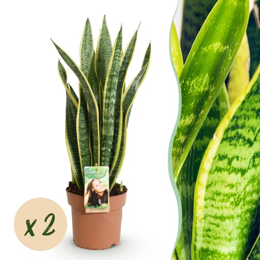 "Zimmerpflanzen - Sanseveria Laurentii - Schwiegermutterzunge - Wenig Pflege - Grün - Gelb - 2 Pflanzen - Topf 17cm - Höhe 60-70cm image"