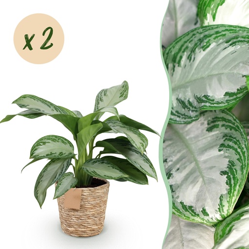 "Zimmerpflanzen - Aglaonema Silver Bay - Silberblatt - Wenig Pflege - mit Korb - Silber - 2 Pflanzen - Topf 17cm - Höhe 70-75cm image"