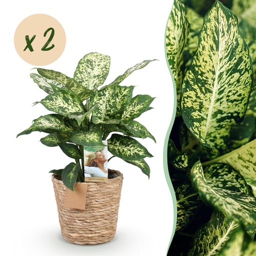 "Zimmerpflanzen - Diefenbachia Compacta - Dieffenbachia - Wenig Pflege - mit Korb - Bunt - 2 Pflanzen - Topf 17cm - Höhe 45-50cm image"
