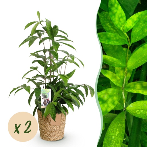 "Zimmerpflanzen - Dracaena surculosa - Drachenblutbaum - Wenig Pflege - mit Korb - Grün - 2 Pflanzen - Topf 17cm - Höhe 60-70cm image"