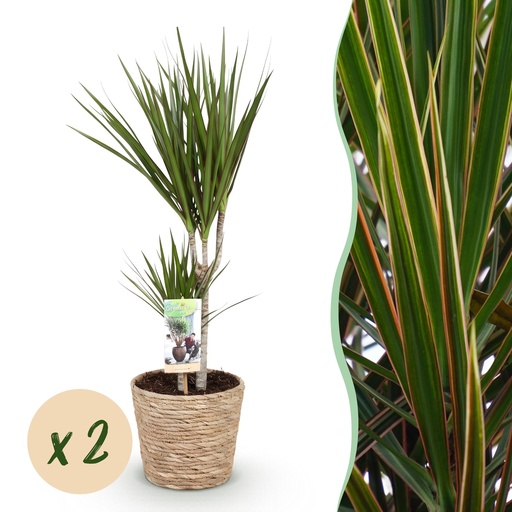"Zimmerpflanzen - Dracaena Marginata - Drachenbaum - Pflegeleicht - mit Korb - Grün - 2 Pflanzen - Topf 17cm - Höhe 70-80cm image"