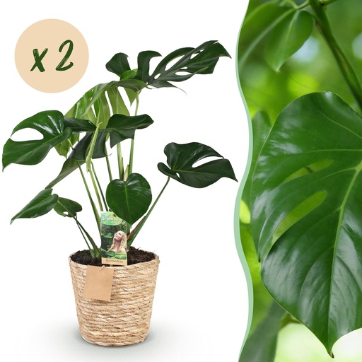 "Zimmerpflanzen - Monstera Deliciosa - Fensterblatt - Pflegeleicht - mit Korb - Grün - 2 Pflanzen - Topf 17cm - Höhe 50-55cm image"