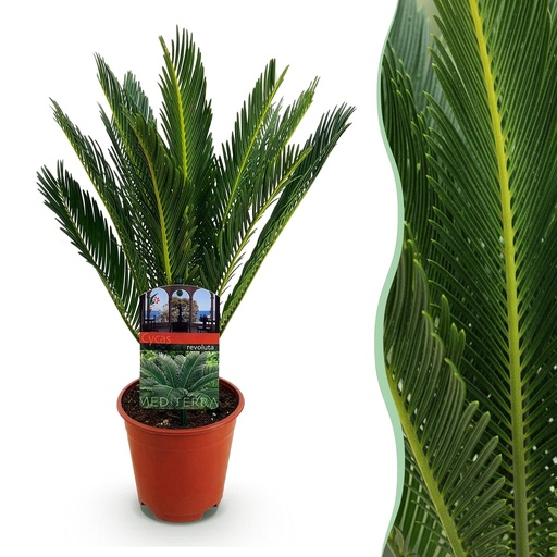 "Zimmerpflanze - Cycas revoluta - Palmfarn - Wenig Pflege - Grün - 1 - Topf 15cm - Höhe 45-55cm image"