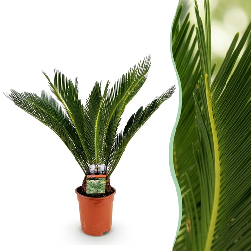 "Zimmerpflanze - Cycas revoluta - Palmfarn - Wenig Pflege - Grün - 1 - Topf 17cm - Höhe 55-65cm image"