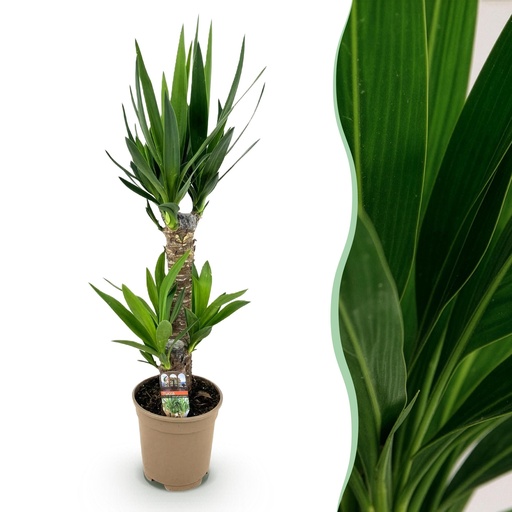 "Zimmerpflanze - Yucca elephantipes - Yucca - Pflegeleicht - Grün - 1 - Topf 17cm - Höhe 75cm image"