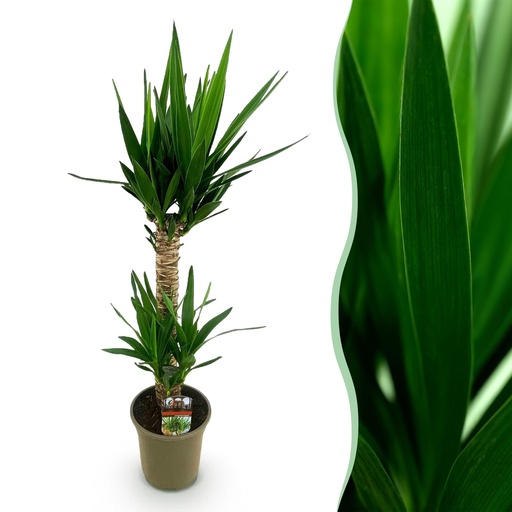"Zimmerpflanze - Yucca elephantipes - Yucca - Wenig Pflege - Grün - 1 - Topf 19cm - Höhe 95cm image"