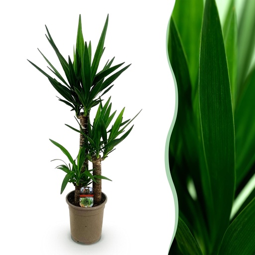"Zimmerpflanze - Yucca elephantipes - Yucca - Wenig Pflege - Grün - 1 - Topf 21cm - Höhe 100cm image"